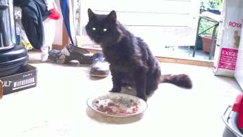 katt äter